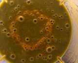 Foto del paso 2 de la receta: “Crema” de verduras (sin leche o lácteos)