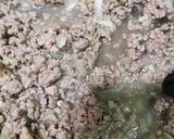 Foto langkah ke 3 dari resep Semur Sapi Cincang dengan Sayuran.