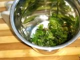 पुदीना शिकंजी (Pudina Shikanji Recipe in Hindi)