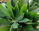 Foto langkah ke 1 dari resep Daun Singkong Rebus.