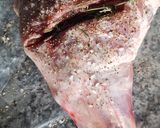 Foto del paso 1 de la receta: Pierna de cabrito al horno