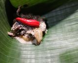 Foto langkah ke 6 dari resep Gadon Jantung Pisang.