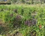 Foto del paso 2 de la receta: Fideuá de la Huerta Regenerativa