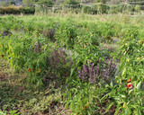 Foto del paso 2 de la receta: Fideuá de la Huerta Regenerativa