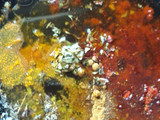 بطاطا بطريقه المطاعم