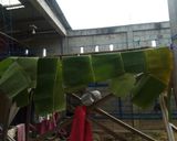 Foto langkah ke 5 dari resep 12. Tips menyimpan daun pisang. Agar tahan lebih lama. 😍.