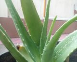 Foto langkah ke 1 dari resep Minuman Aloevera (lidah buaya).