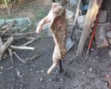 Foto del paso 2 de la receta: Lechón al asador
