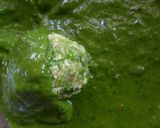A picture of step 5 of Stuffed Matar-Paneer Bombs.