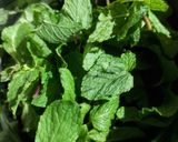 A picture of step 1 of Mint and Lime juice.