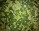 A picture of step 1 of Sahjan saag ke bhaji.