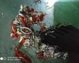 Foto langkah ke 3 dari resep Paru sapi masak lada hitam.