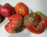 Foto del paso 1 de la receta: Conserva de tomate frito