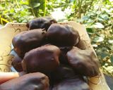 Foto langkah ke 6 dari resep Kurma Coklat Sikecil Kaya Manfaat.