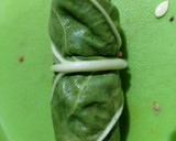 Foto del paso 3 de la receta: 2 x1 🍲 Niños envueltos y Zapallitos rellenos