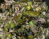 Foto langkah ke 5 dari resep Cumi Sambal Ijo.