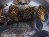 Escargot con macedonia de verduras