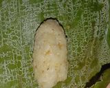 Foto langkah ke 5 dari resep Lemper isi abon sapi.