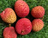 A picture of step 1 of Jackfruit flour litchi cake.
