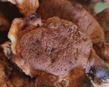 Egyszerű sárgaborsó főzelék recept fázis 2 fotója