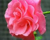 صورة لخطوة 5 من وصفة سبانخ يميي
