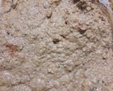 Foto del paso 2 de la receta: Hummus de lenteja