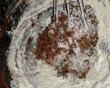 Foto del paso 1 de la receta Galletas de cacao