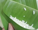 Foto langkah ke 2 dari resep Lupis ketan daun pisang.