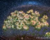 Foto del passaggio 2 della ricetta Conchiglioni ripieni di zucchine, gamberetti e ricotta con pesto di zucchine e zucchine grigliate