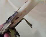 Foto langkah ke 6 dari resep 8. Otak otak bakar ikan tengiri.