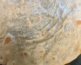 A picture of step 7 of Lebanese Saj bread - markouk.