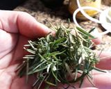 Foto del paso 1 de la receta Aceite de Romero
