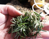 Foto del paso 1 de la receta: Aceite de Romero