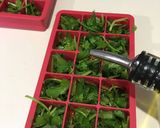 Foto del paso 1 de la receta: Conservando el Cilantro en Oliva