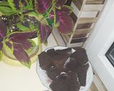عکس مرحله 1 از دستور کیک شکلاتی عیدانه