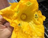 A picture of step 3 of Stuffed Pumpkin flowers with ricotta.