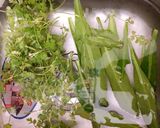 Hình bước làm 1 của món Rau củ thập cẩm!