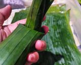 Foto langkah ke 5 dari resep Nasi Bakar Sumsum Sapi Khas Banten.