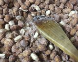Foto del paso 2 de la receta: Garrapiñada almendra-maní