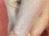 حمام محشي ودجاج بالمكرونه