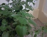 Foto del paso 2 de la receta: Crema de orégano