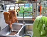 รูปขั้นตอนการทำที่ 8 ของ เป็ดกีต้าร์แบบบ้านๆ (Pipa Duck)