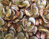 Foto del paso 5 de la receta: Almejas en salsa verde