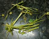 A picture of step 11 of Gujarat ka famous patra.