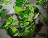 ঝুরি আলু ভাজা(jhuri aloo bhaja recipe in Bengali) রেসিপি ধাপ - 5 ছবি