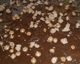 Foto del paso 1 de la receta: Torta de galletas con pudín de chocolate y cobertura de chocola