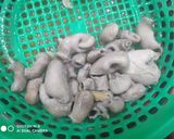 Hình bước làm 1 của món Phá lấu bao tử ba sa trứng cut