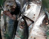 Foto langkah ke 4 dari resep 29. Marinasi Ikan Kembung Simple, Enak & Gurih.