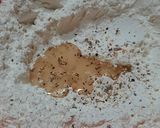 Foto del paso 3 de la receta: Torta chata dulce - matera