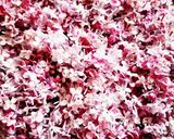 Pas rețetă Dulceață din flori de liliac 1 fotografie